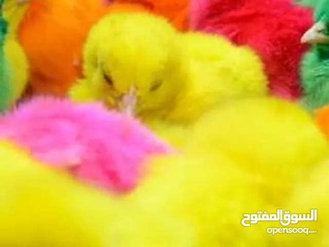 جاج بلدي مقنوة