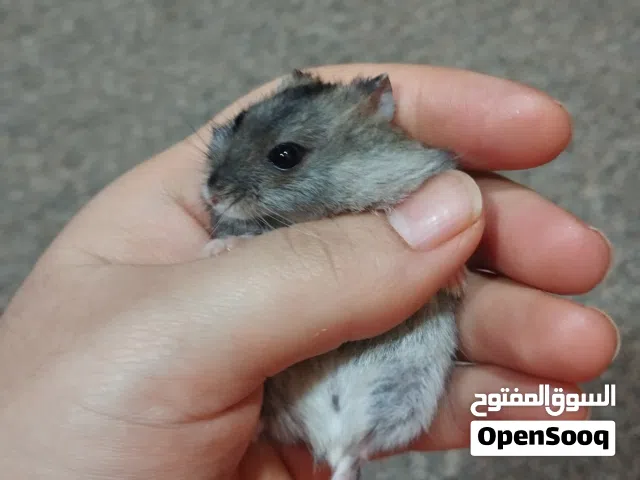 هامستر هي وعائلته للبيع