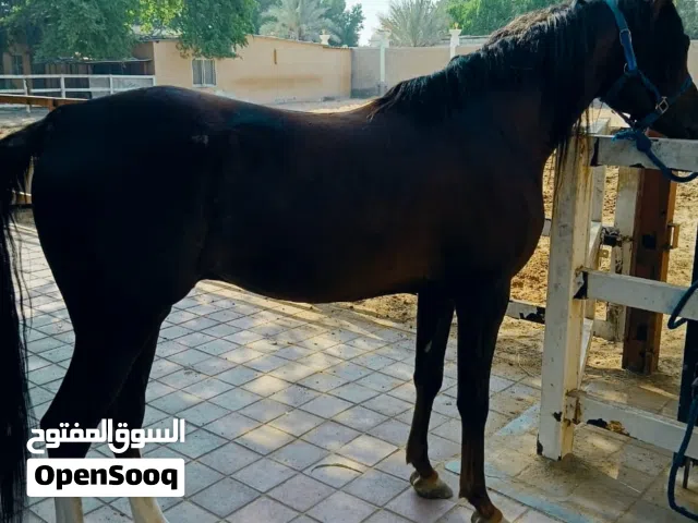 1خيل عربي فحل عمره 7سنوات     للبيع بدون جواز للمهتمين فقط يستعمل للقدرة صحته ممتازة