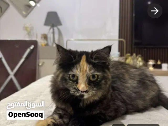 شيرازي عمر سنه للتبني نهائى أو 3 شهور للسفر