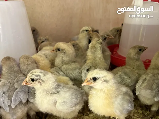 دجاج فيومي المينيوم عمر شهرين بيور
