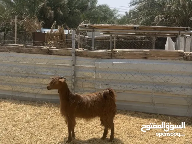 ذبيحه وافيه فول سمنه