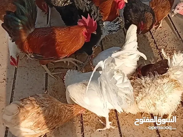 دجاج عماني فرنسي للبيع