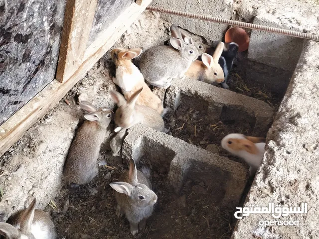 أرانب عمان
