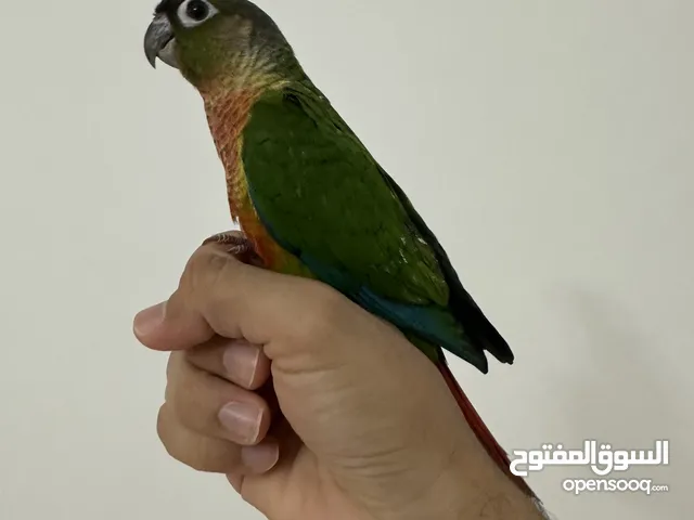 متوفر كنيور يلو سايد دبل ريد فاكتور ترويض فل