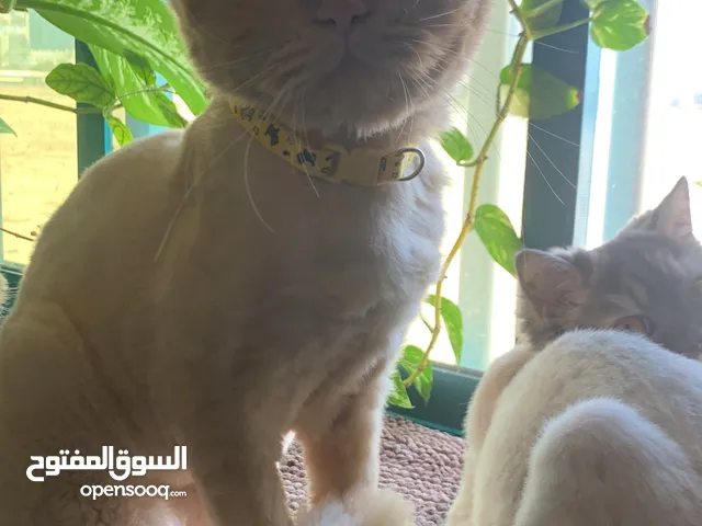 قط ذكر شيرازي