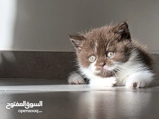 برتش مستوى عالي جدا عمرهم شهرين