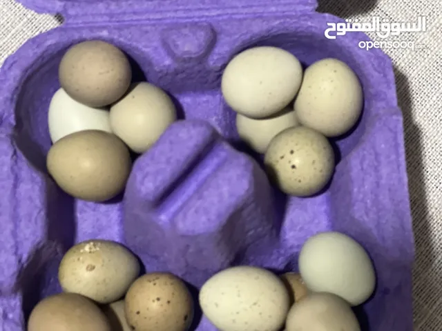 بيض سمان الملكي