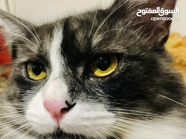 obida khalayleh