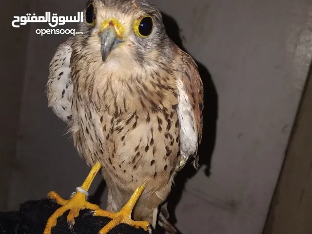 للبيع ترمه راكده و تاكل من الدس البيع من غير اغراض حياكم الله واتساب البرنامج خربان عندي
