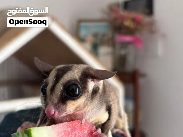 سناجب شوجر جلايدر