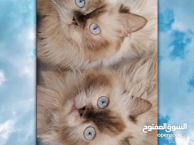 قط أنثى وذكر هملايا تزاوجوا عمرهم سنه وبيهم مجال