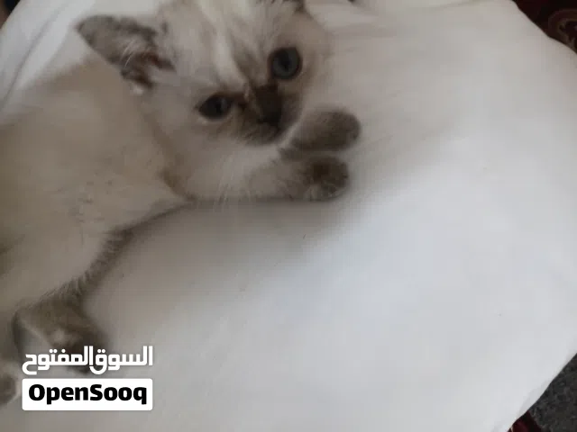 قطة هملايا بعمر الشهرين لعدم التفرغ