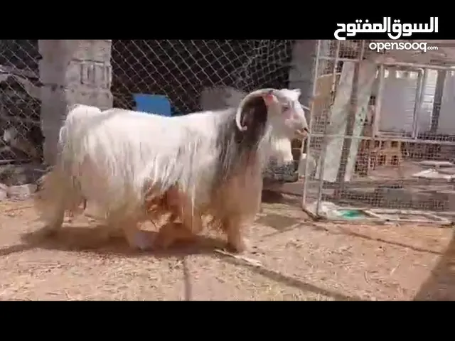 للبيع تيس رحبي فحل فل سمنه ما شاء الله