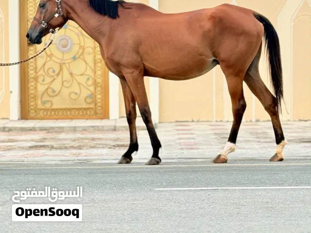 فرس باطح مع مهرتها 3 في 1 و السعر قابل بشي الحق ماتلحق اقراء الوصف
