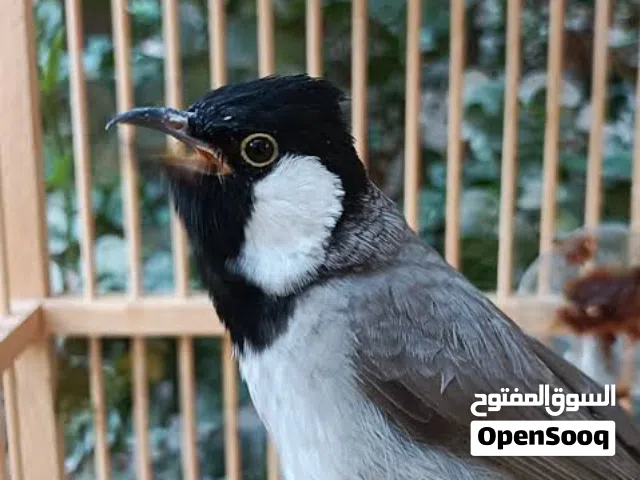 بلابل مندلاوي