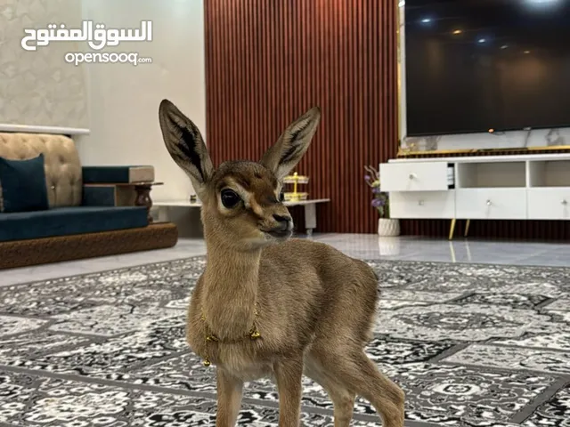 غزال اليف للبيع