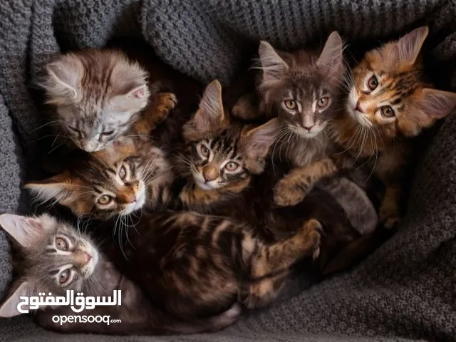 قطط للتبني