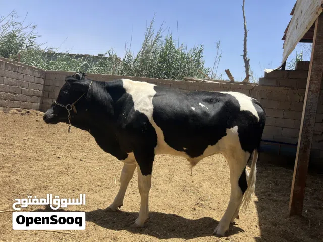 عجل استرالي سمين