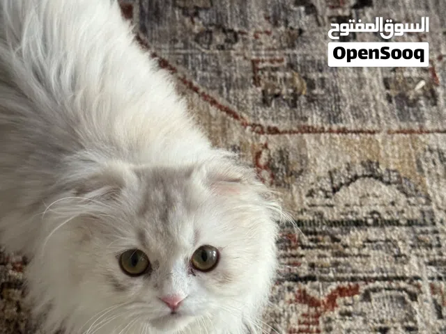 قططه للبيع