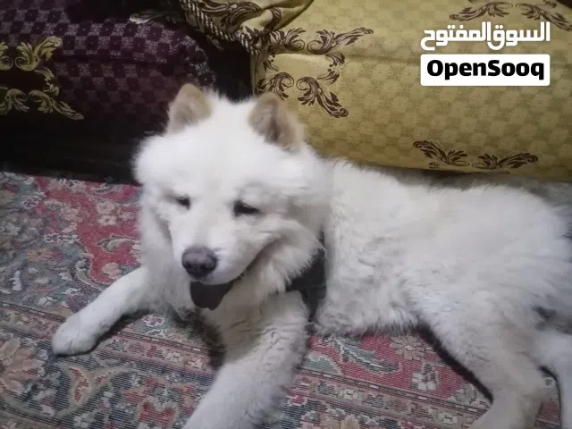 كلب تشاوتشاو