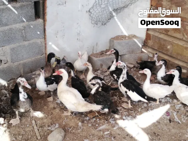 بط مصري منتج