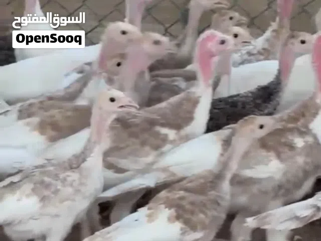 دجاج رومي صغير