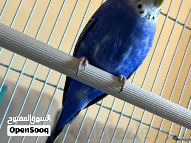 locally Budgies