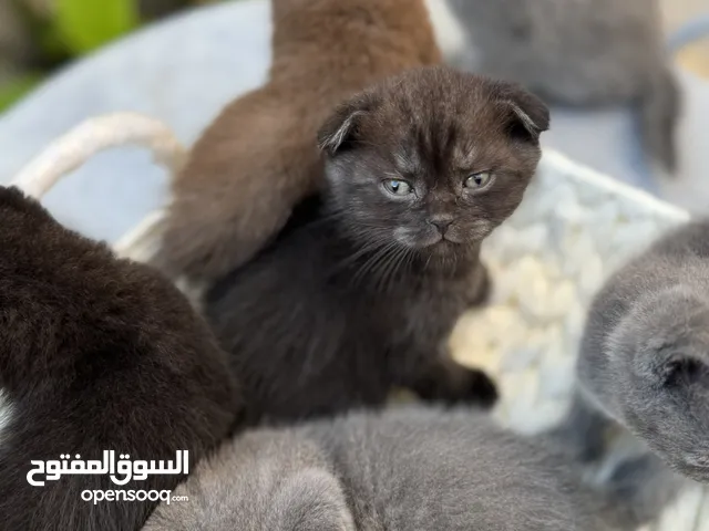 ب.ع قطط سكوتش فولد& ستريت