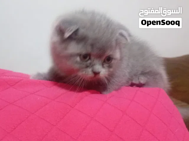 سكوتش فولد كتن عمر شهرين للبيع