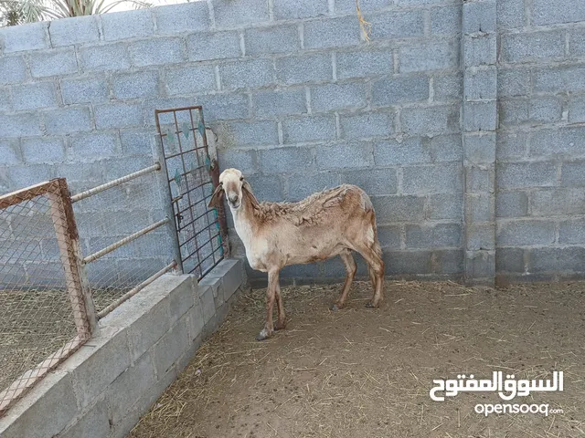 ياعده سودانيه