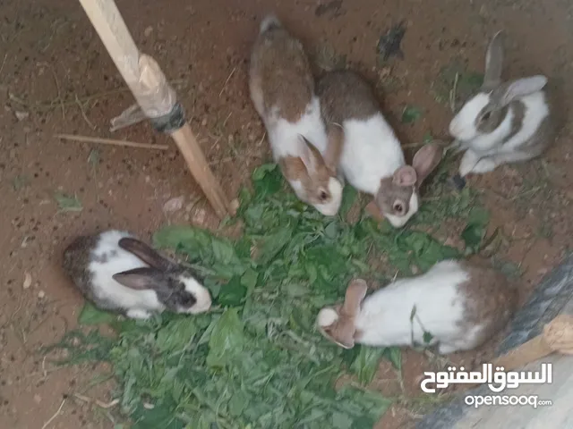 أرانب 4 اناثي 1 ذكر