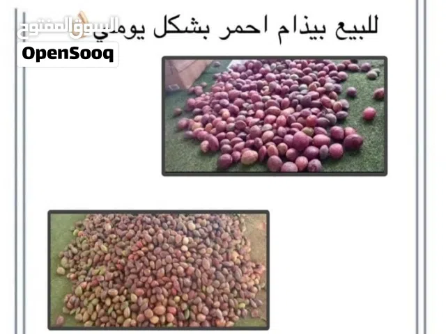 سلام عليكم ورحمة الله وبركاته للبيع بيذام تواصل ع وتساب