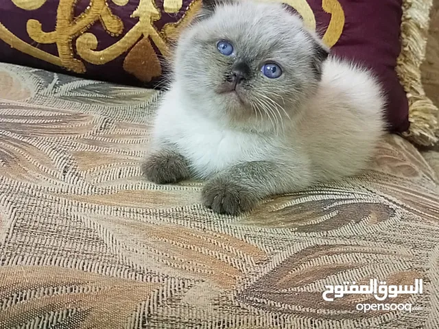 قطط هملايا و سكوتش للبيع