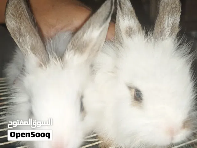 Rabbit Beautiful 3 pair for sale