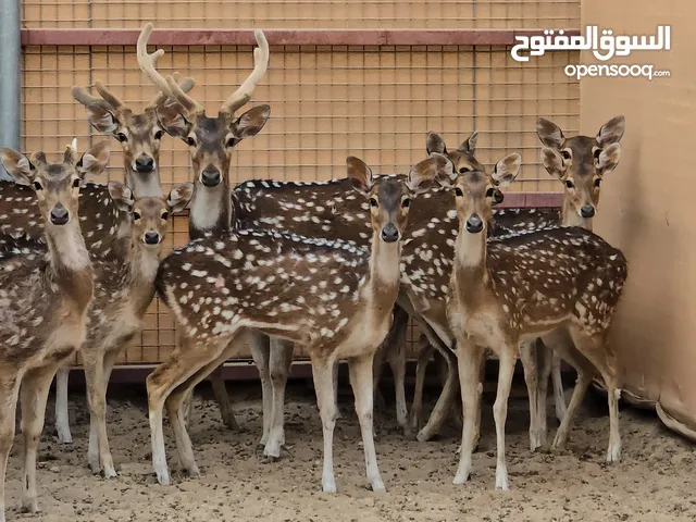 غزال الاكسس دير المميز و ماعز قزم بلجيكي مستوردين