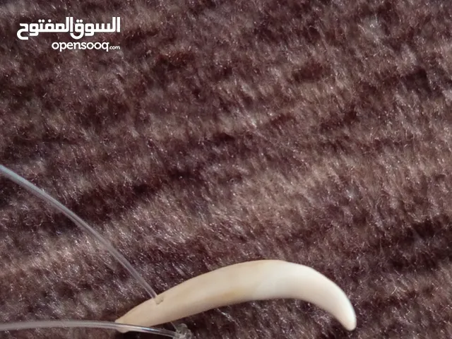 ناب الذيب اصلي