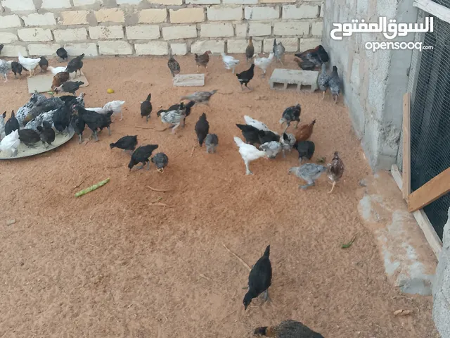 كتاكيت للبيع