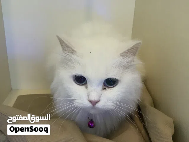 بزون شيرازي