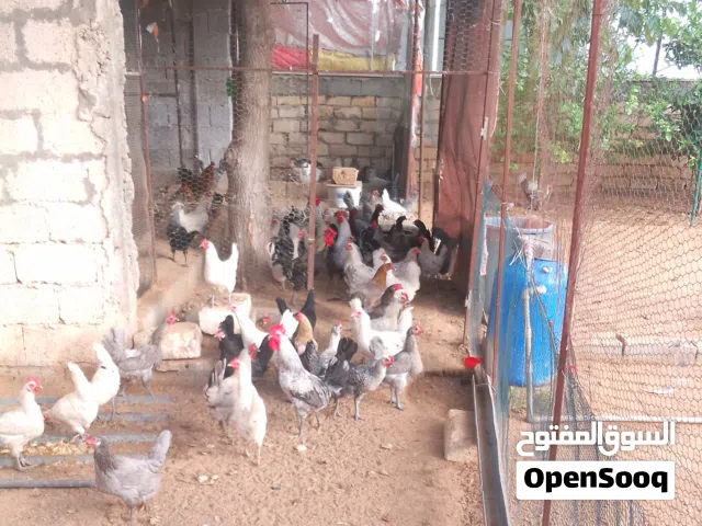 30دجاجة عربي للبيع المكان عين زارة