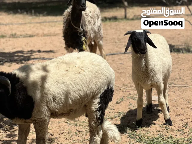 نعجه هجين عشرة سنها سداس 2خرفان عمارهم4شهور