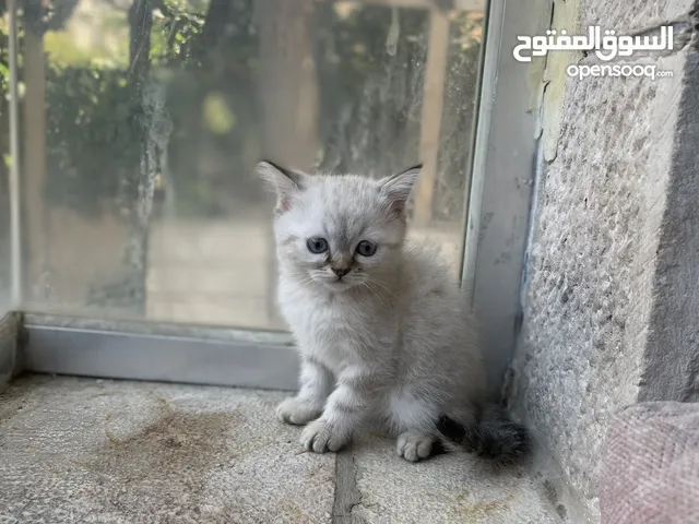 سيامي مكس شانشيلا
