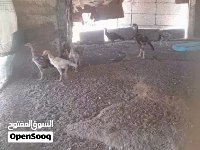 مجموعة طيور للبيع