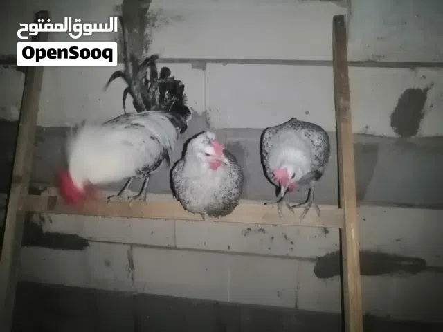 سيت فيومي مصري فضي