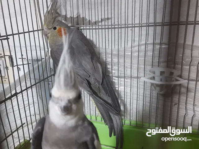 حوز كوكتيل الفحل واي فيست والطيرة عادية