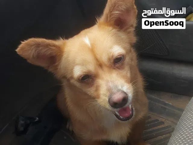 1300 بالشيله متعها توضيح حوش بلاستك مش شيله حديد
