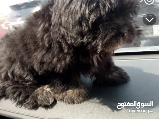 شيتزو للبيع 70 bd