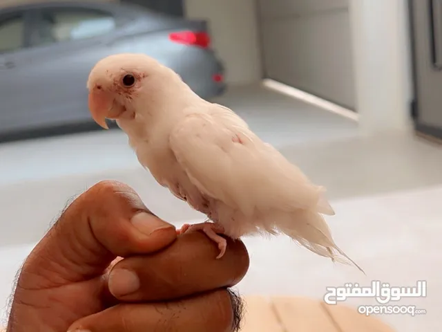 اللبيع طير حب متعلم واليف