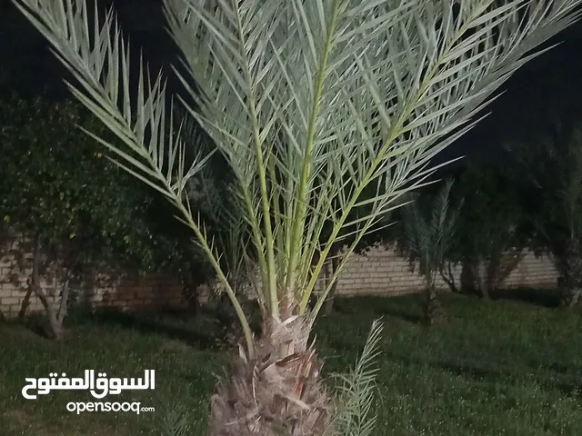 نخيل طرابلس