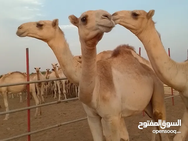 ابل تربية للبيع قابل لتفاوض